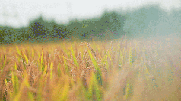 餐饮业的浪费有多严重？一位在酒店工作的朋友这么说——宁波餐饮配送
